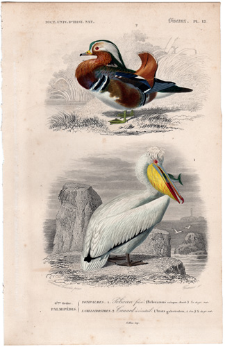 Mandarin Duck Dalmatian Pelican